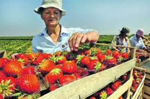 Кількість українських заробітчан у Польщі і далі зростатиме