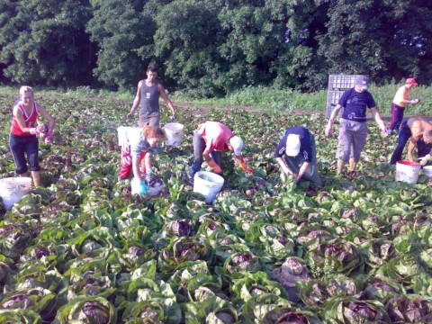 Суперечливі заяви урядовців не йдуть на користь заробітчанам: відмовитися від українських сезонних робітників уже пропонують у Фінляндії