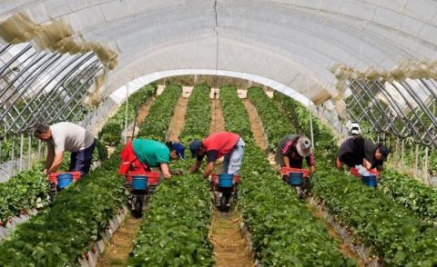 Сезон на сезонних працівників цього року розпочався з запізненням