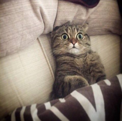 Коли контрабанда вміє муркотіти