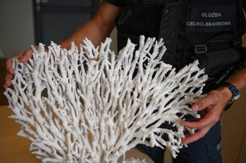 Перейти кордон на ратицях лося, провезти корали та переправити нелегалів — “нездійснена місія” контрабандистів