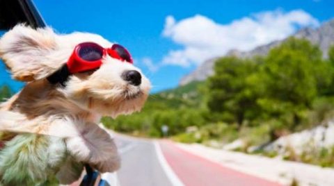 Плануєте подорож через український кордон? Як бути з домашнім улюбленцем…