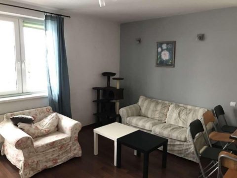 Пропозиція тільки для любителів котів!