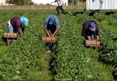 Карантин сезонних працівників можуть організувати в полі — без відриву від праці, але з дотриманням ізоляції