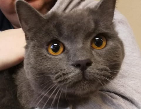 Покинутий іноземцями на автовокзалі Вроцлава кіт оселиться в Ратуші