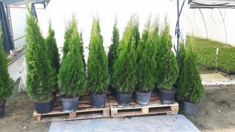 Tuja Borówka Dostawa Gratis 1 zł