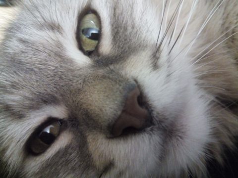 Serdecznie zapraszamy do Muzeum Kotów!