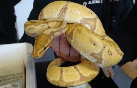 Українці хотіли ввезти до Польщі велику контрабанду екзотичних тварин (Фото)