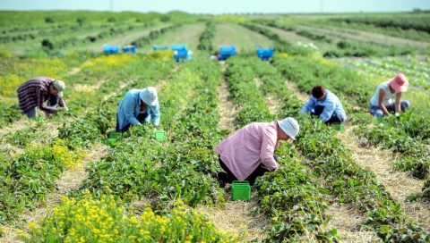 Польським фермерам розписали карантинну процедуру для сезонних працівників з-за кордону