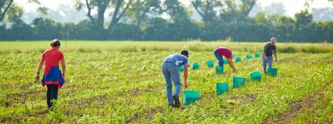 Польща пішла на послаблення карантинних вимог для сезонних робітників. Сподіваються на українців